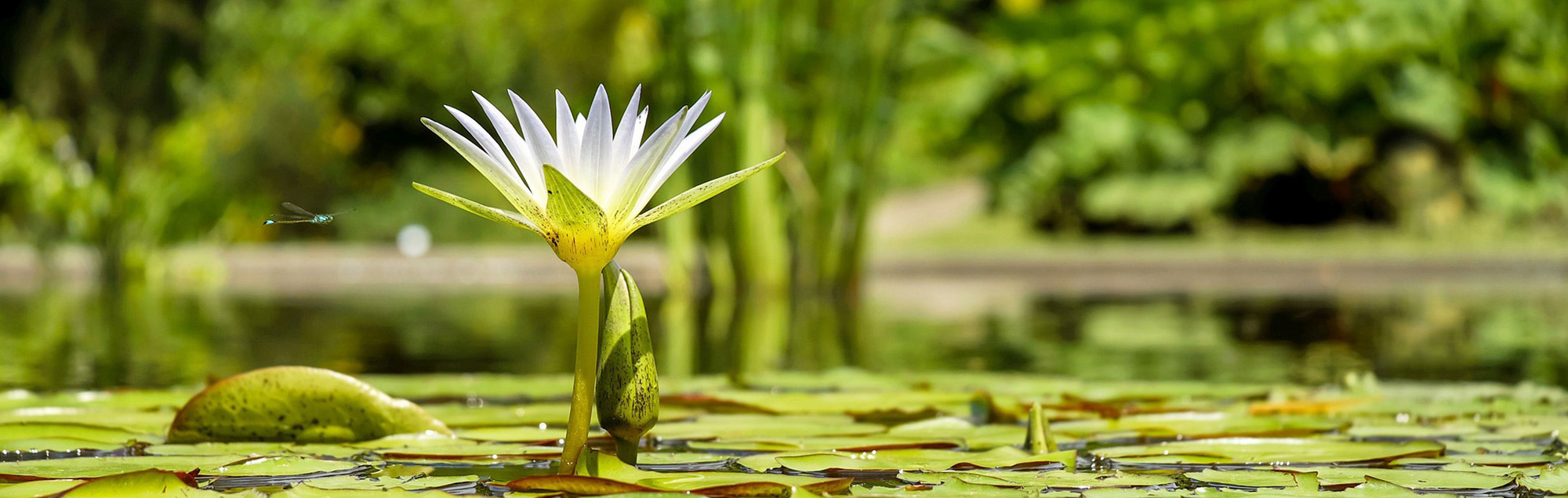 Seerose