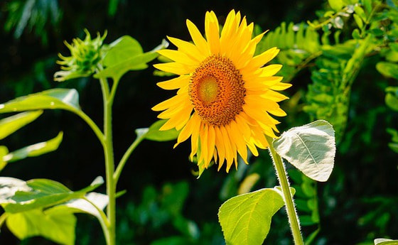 Sonnenblume