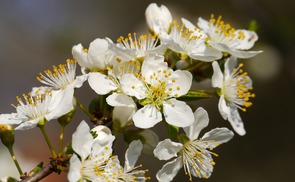 Blume