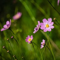 Blume