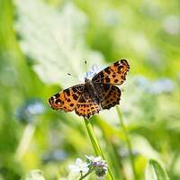 Schmetterling