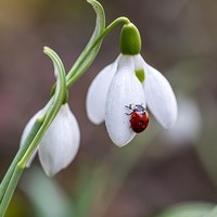 Maiglöckchen mit Marienkäfer