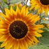 Sonnenblumen. 
